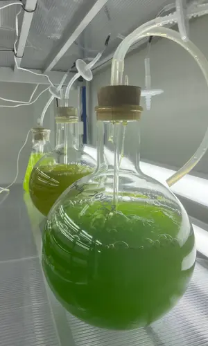 Microalgae cultures in laboratory flasks