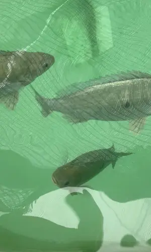 Fish in an aquaculture tank