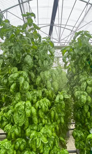 Basil growing in a hydroponic greenhouse
