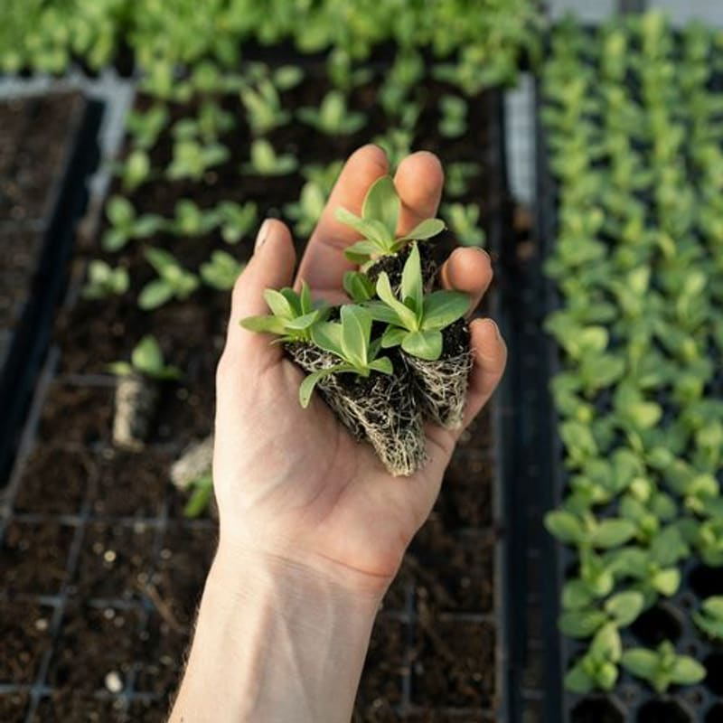 LILAS4SOILS