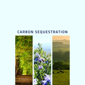 Sequestro de Carbono